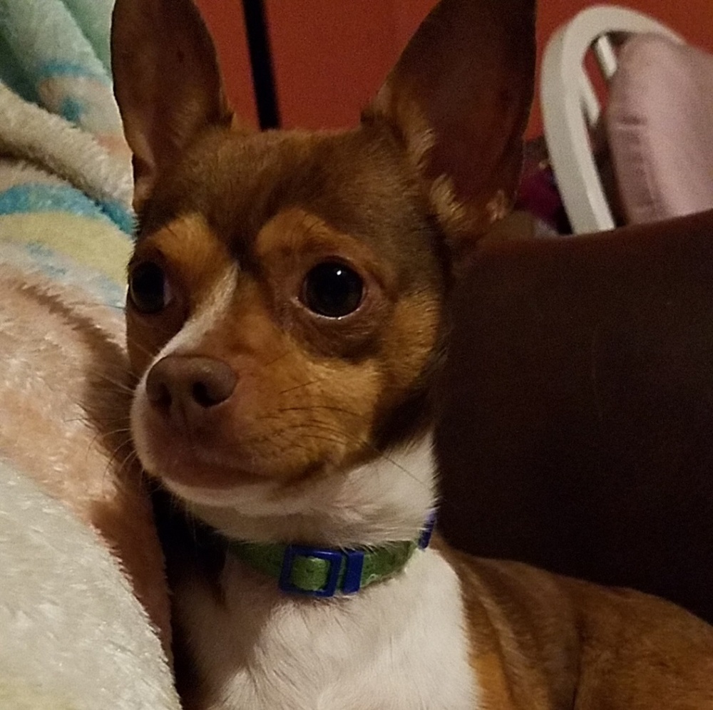 Meet your Posher, Reyna